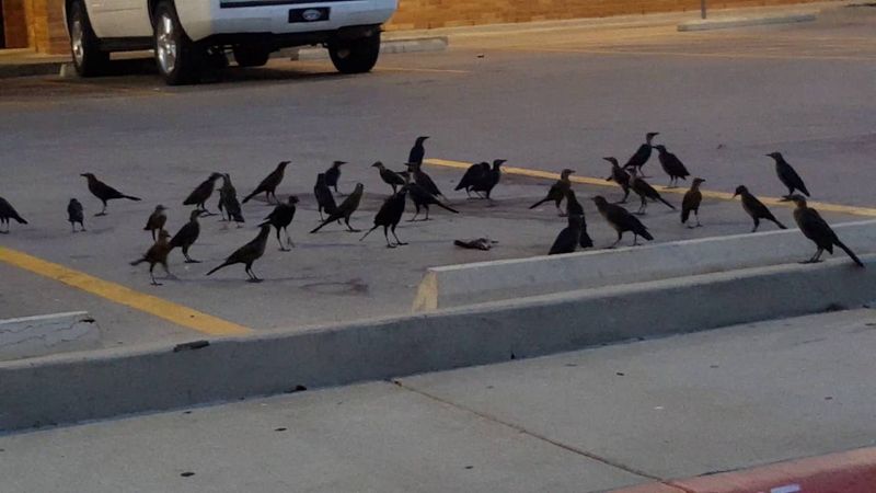Ravens