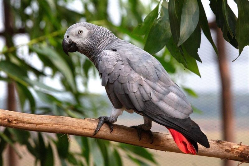 African Grey Parrot