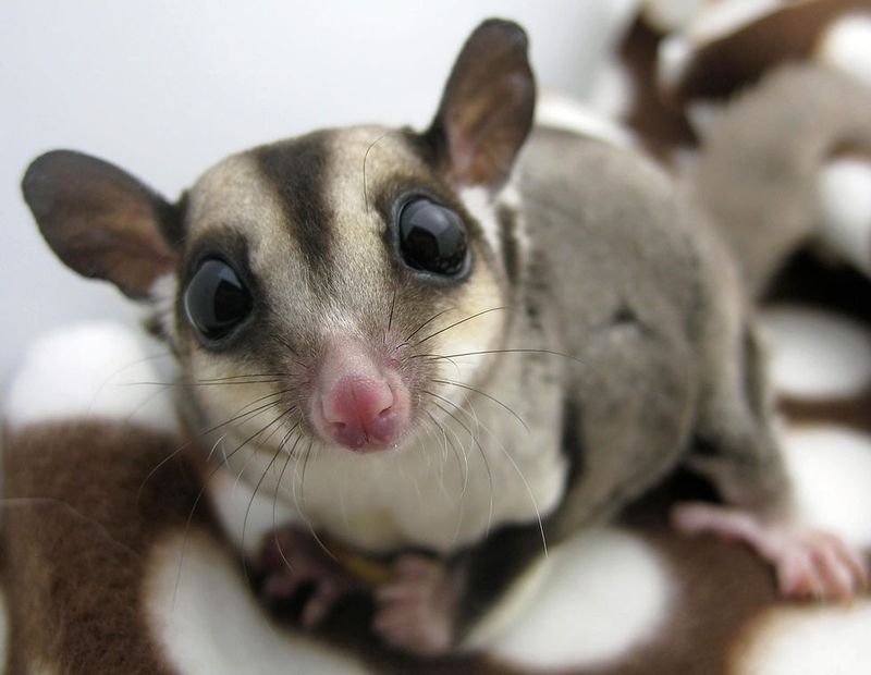Sugar Gliders