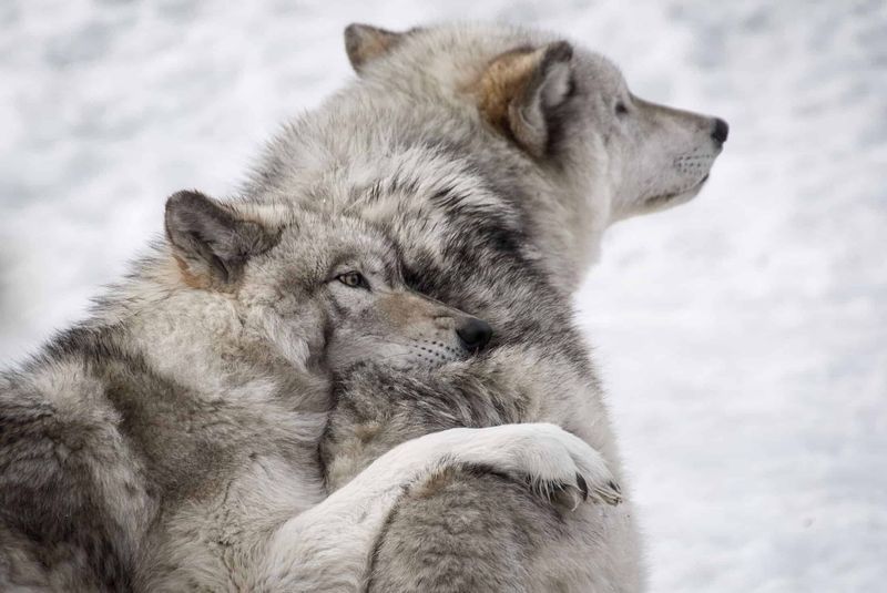 Canis lupus (Gray Wolf): The First Hunting Partners