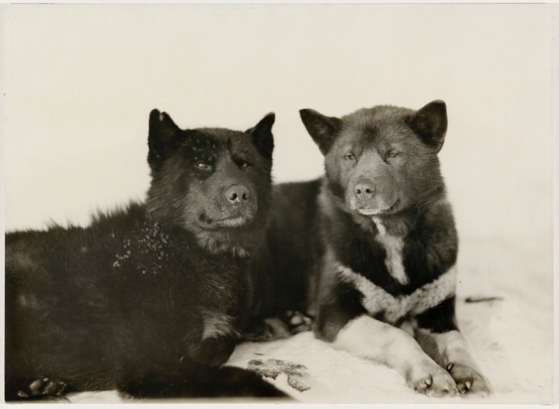 Sakhalin Husky