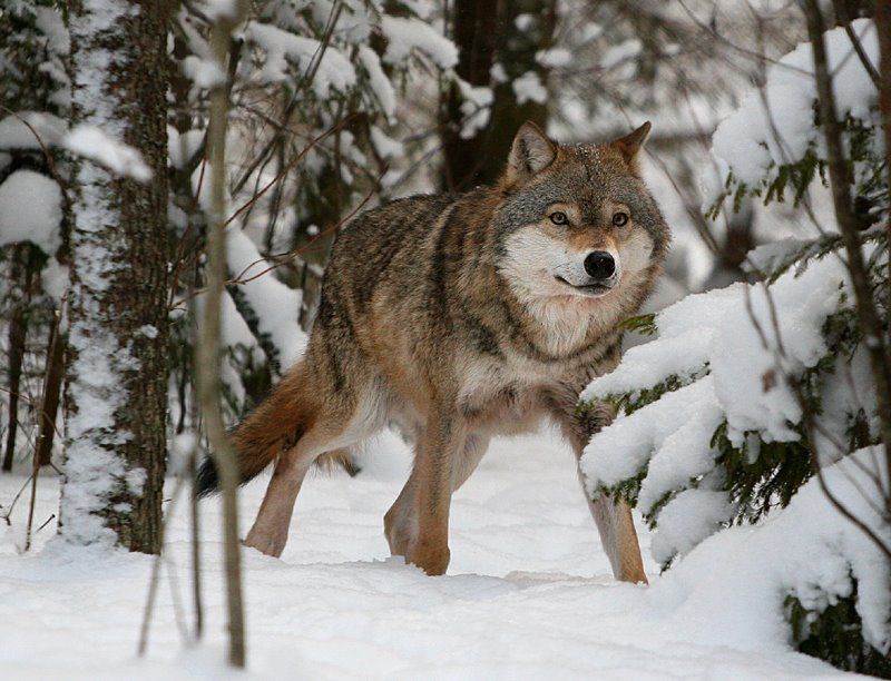 Eurasian Wolf
