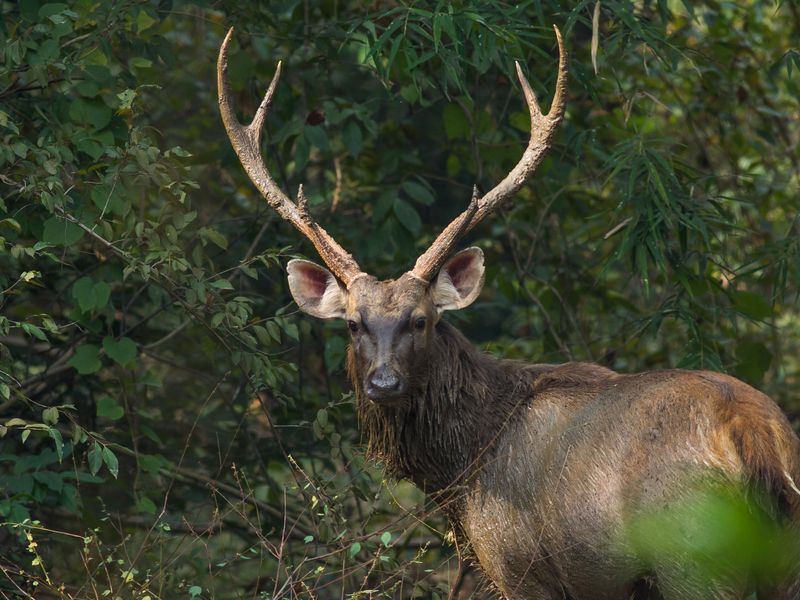 South Africa's Game Reserves