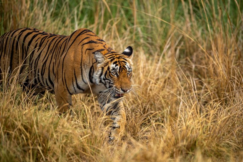 India's Tiger Sanctuaries