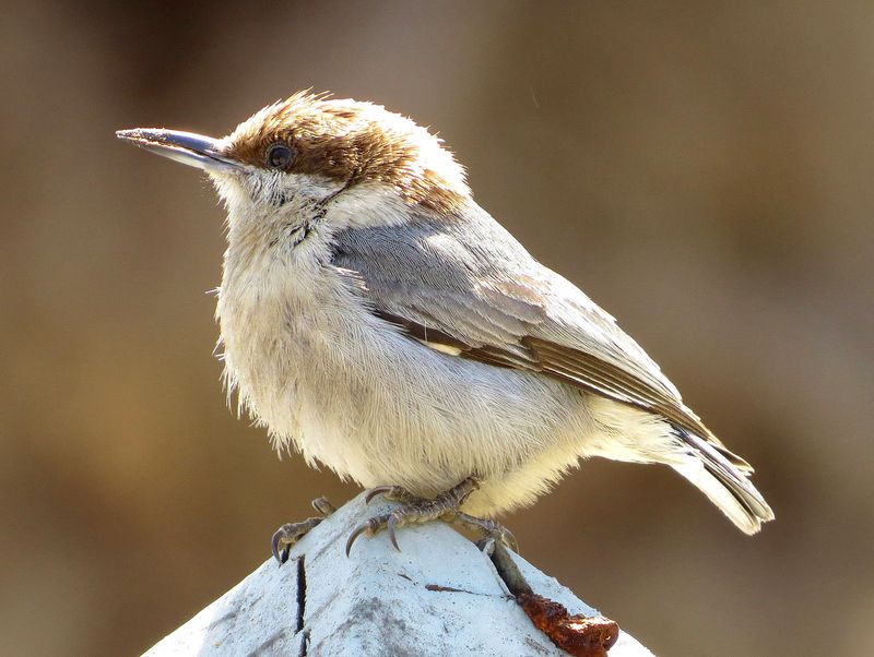 Bahama Nuthatch: The Island Enigma