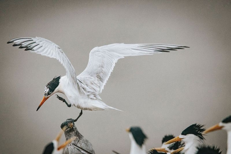Chinese Crested Tern: Asia's Rarest Seabird