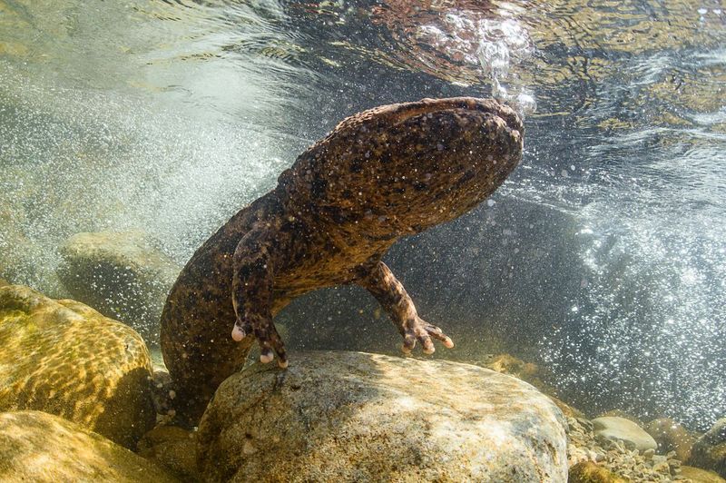 Japan's Giant Salamander Mystery