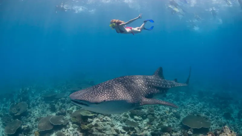 South Ari Atoll, Maldives