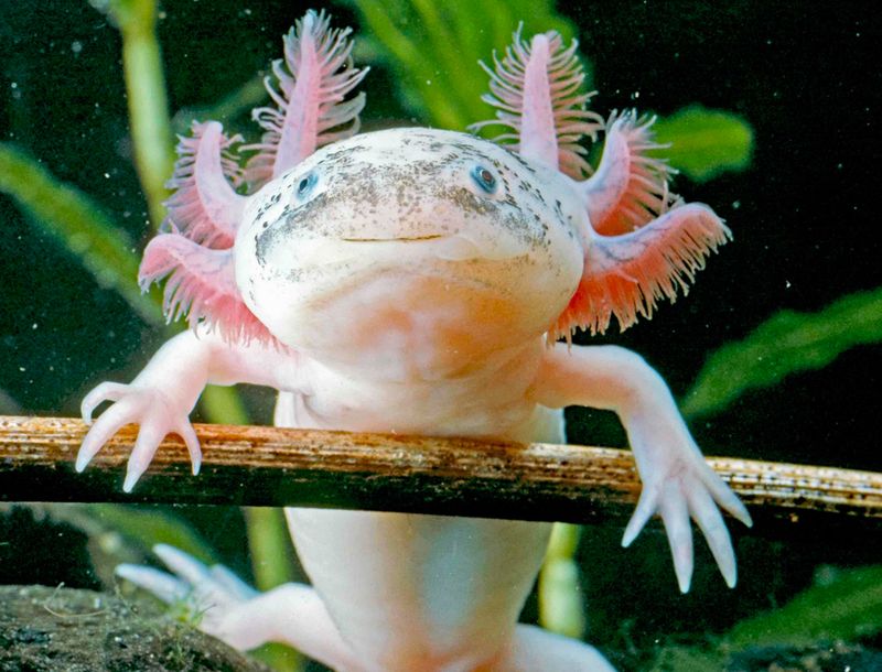Regenerating Axolotls