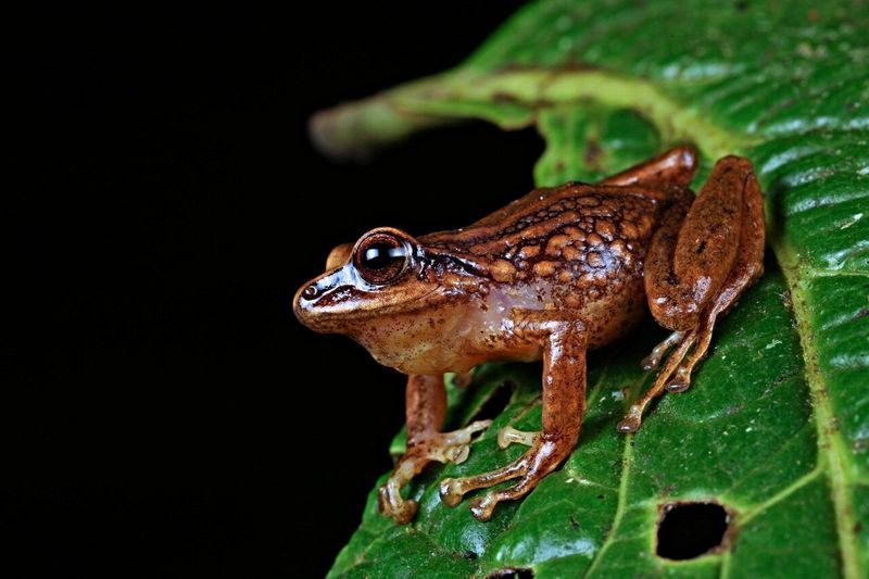 Nuñez-Cortéz's Rainfrog
