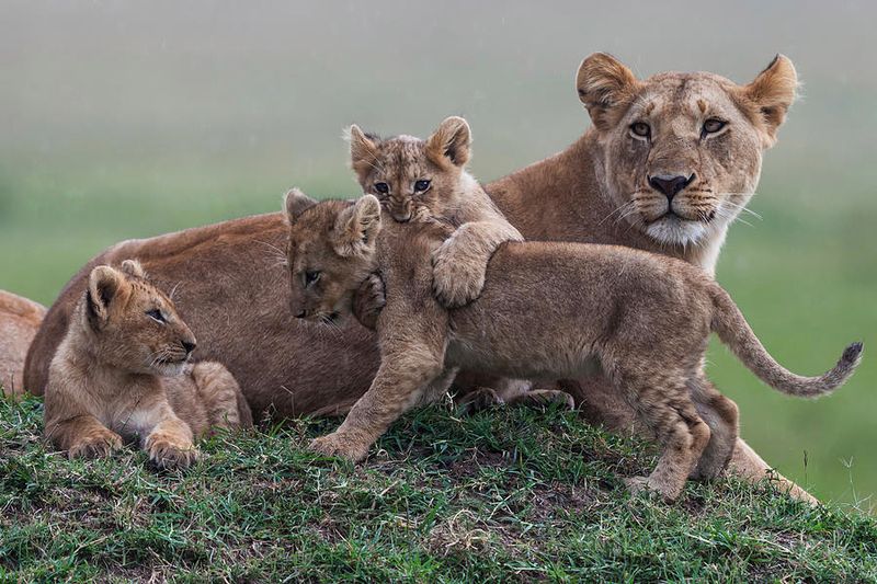 Cubs And Their Challenges