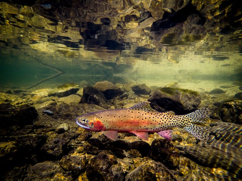 Colorful Cutthroat Trout