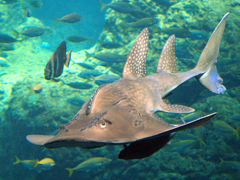 Guitar Shark