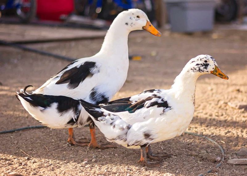 Ancona Duck: The Speckled Egg Machine