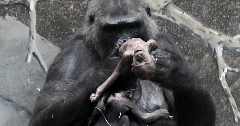 Gorillas Refuse To Leave Their Dead
