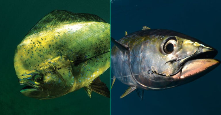 Mahi Vs. Ahi: The 12 Key Differences