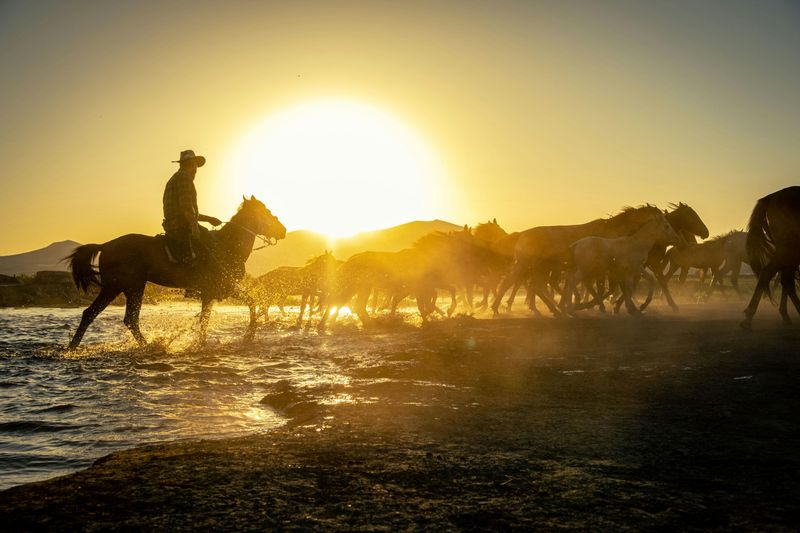 Horses Became Powerful Cultural Symbols