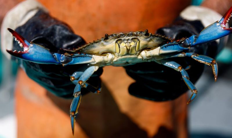 Maryland – Blue Crab