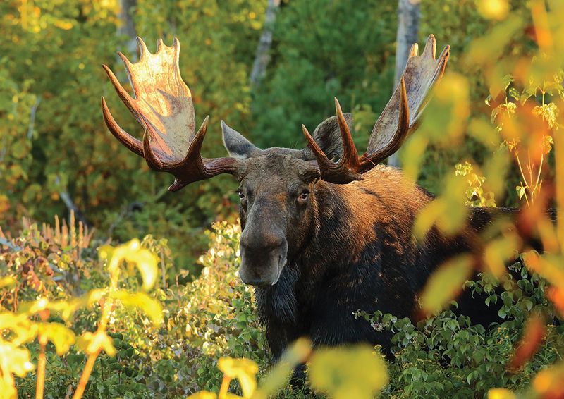 Kenai Peninsula Patriarch