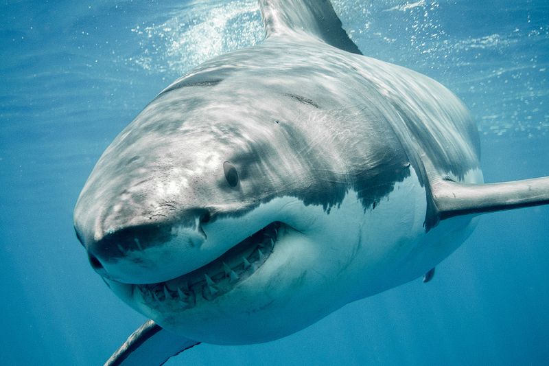Massachusetts Waters Draw More Great Whites