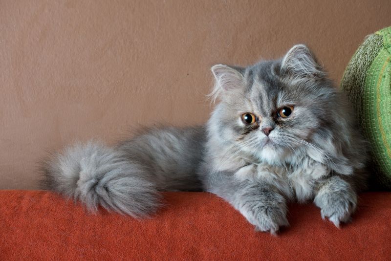 Persian – Duchess