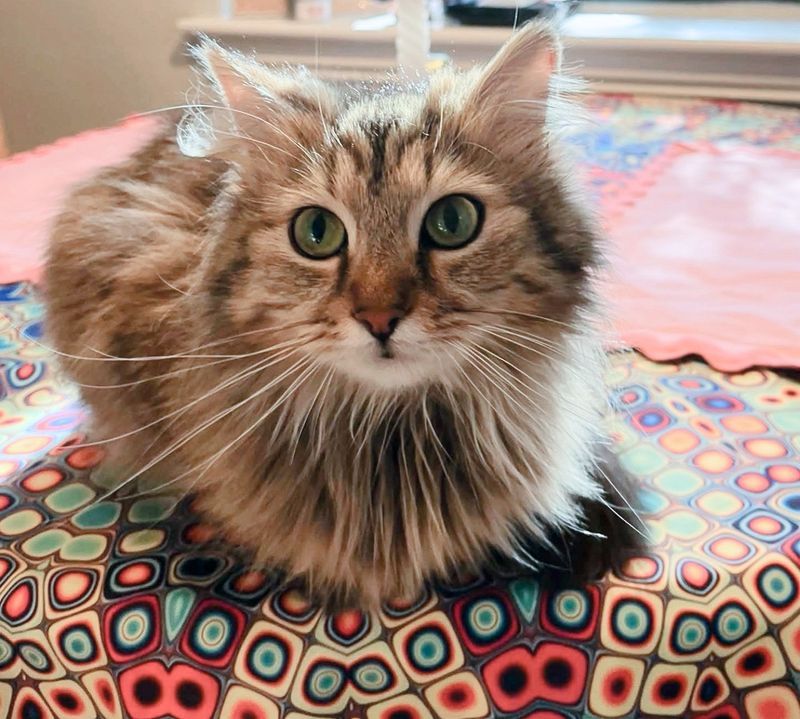 Siberian