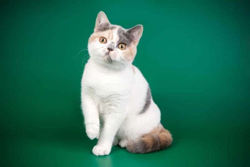 British Shorthair Calico