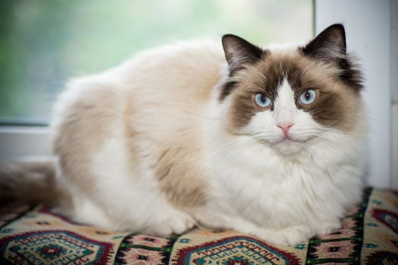 Ragdoll: The Emotional Support Specialists