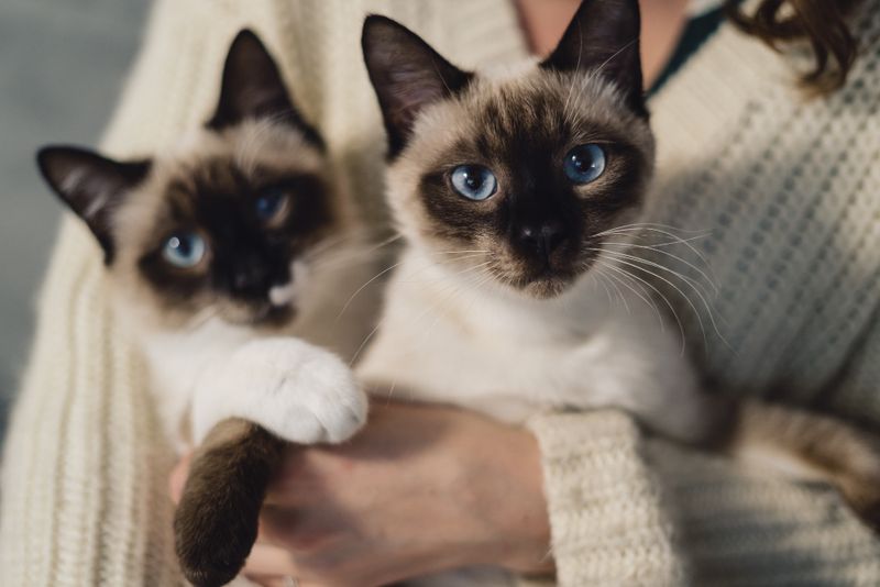 Siamese: Vocal Empaths