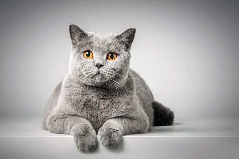 British Shorthair: Unflappable Companions