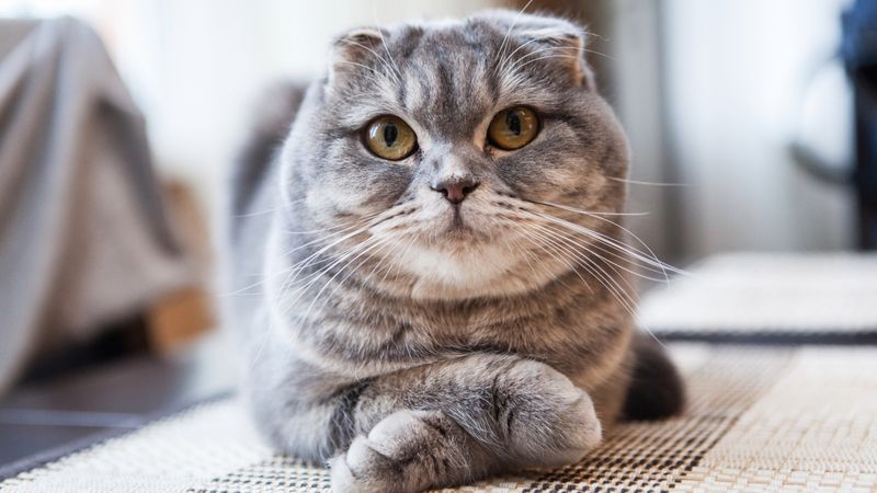 Scottish Fold: The Thoughtful Observer