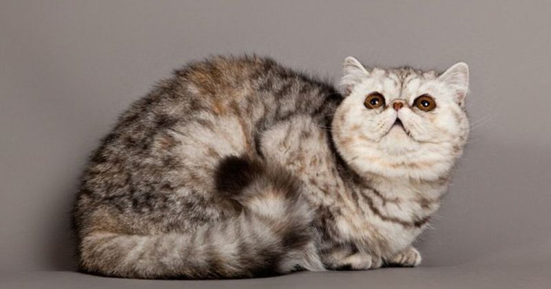 Exotic Shorthairs: Persian Personality Without The Grooming