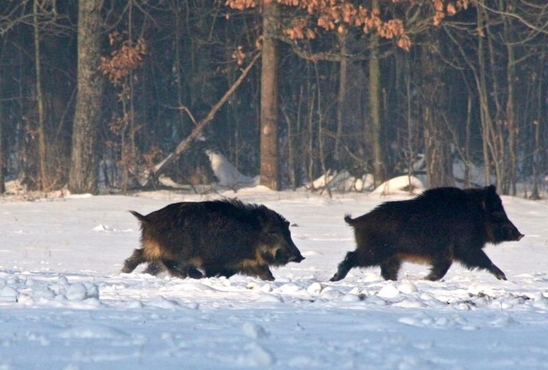 Wyoming: Wild West Without Swine