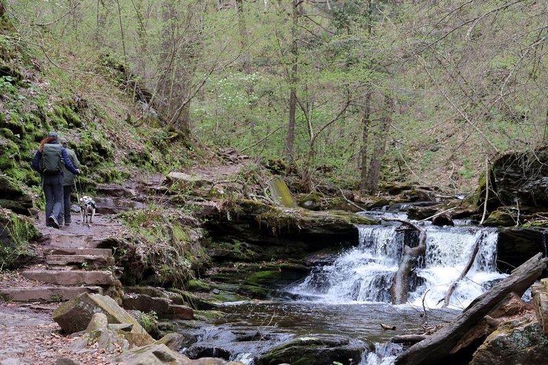 Pennsylvania: Appalachian Bear Territory