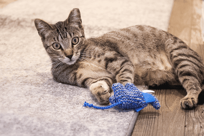 Offer Interactive Playtime