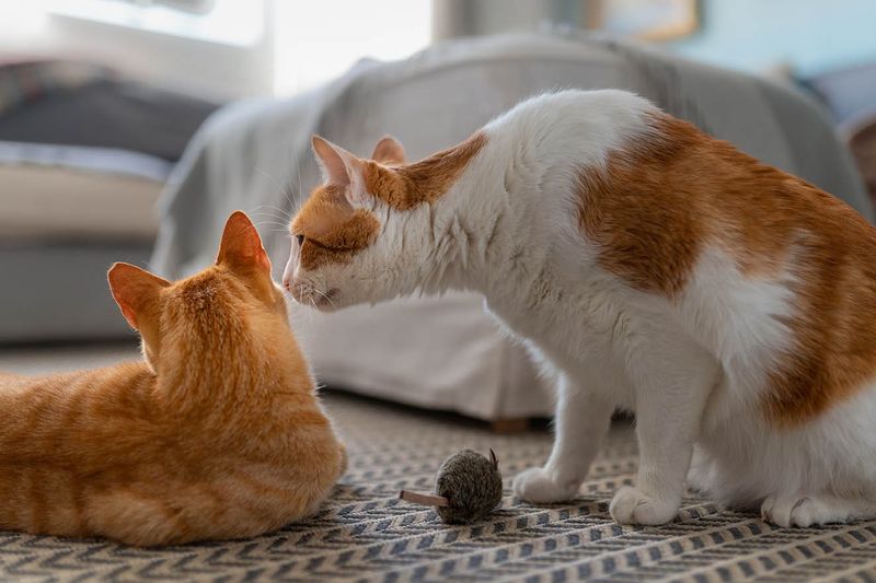 Consider A Confident Feline Friend