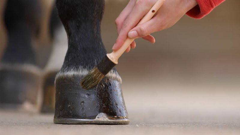 Seasonal Hoof Care Adjustments