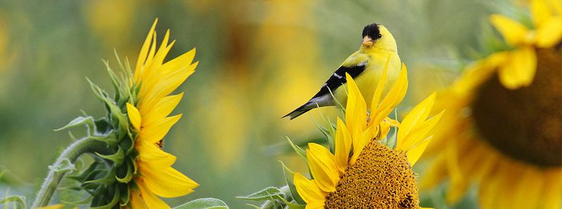 Reduce Lawn Chemical Use