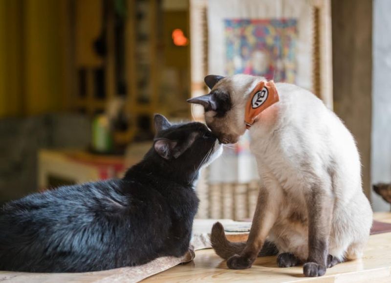 Learn to speak cat language