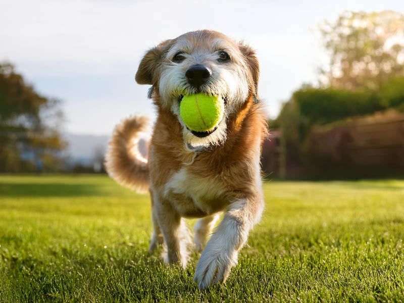 Moments Of Playfulness Despite Age