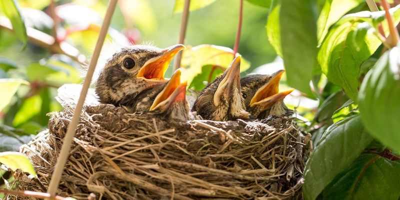 Preventing Unintended Harm To Other Species