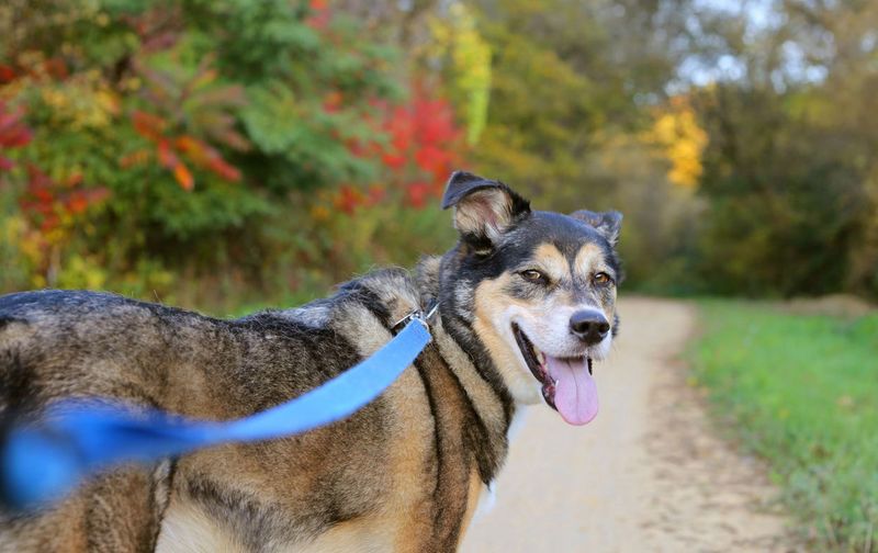Continued Interest In Short Walks
