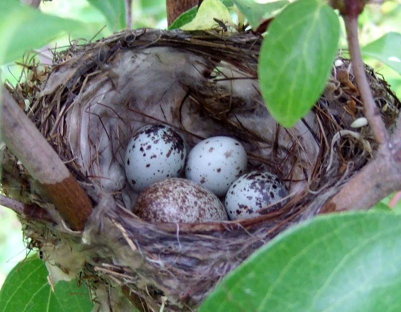 Eggs Are Delicate