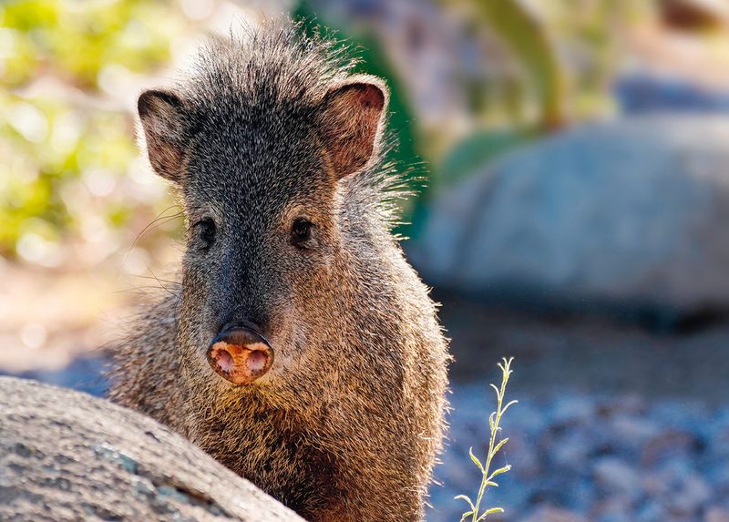Javelinas – Not Your Average Pig