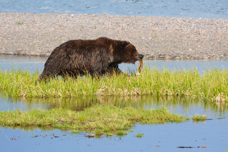 Grizzly Bears – Yellowstone's Powerful Predators