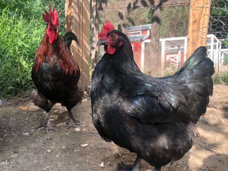 Striking Black Copper Marans