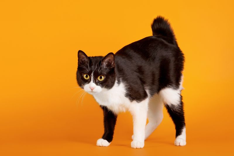 Playful Japanese Bobtail