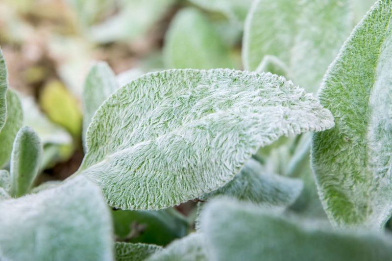 Fuzzy Lamb's Ear Patches