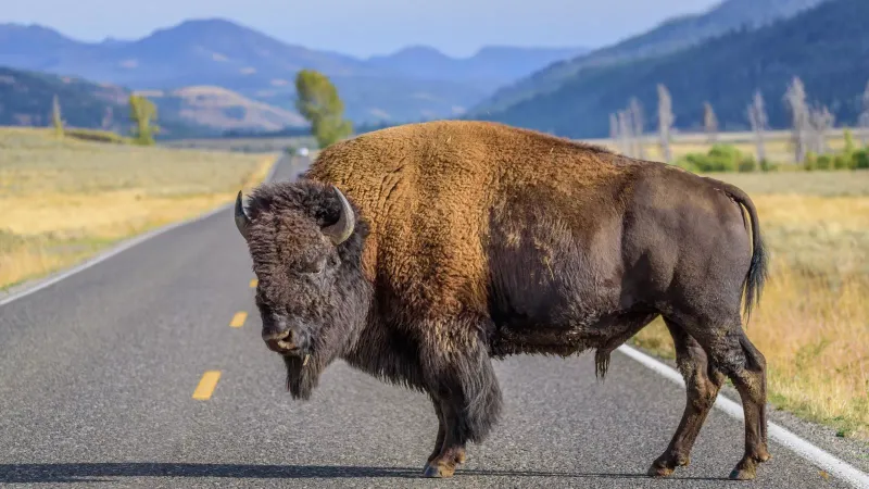 Thundering American Bison