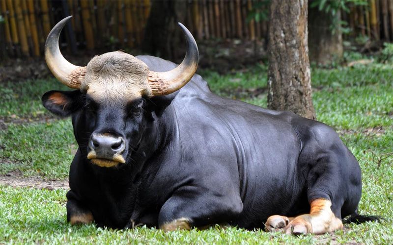 Living Fossils: The Gaur